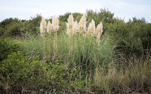 La hierba de la Pampa, planta invasora, se comporta como una autÃ©ntica plaga